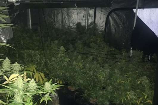The cannabis plants discovered by police in London Road, Dover Picture: Kent Police