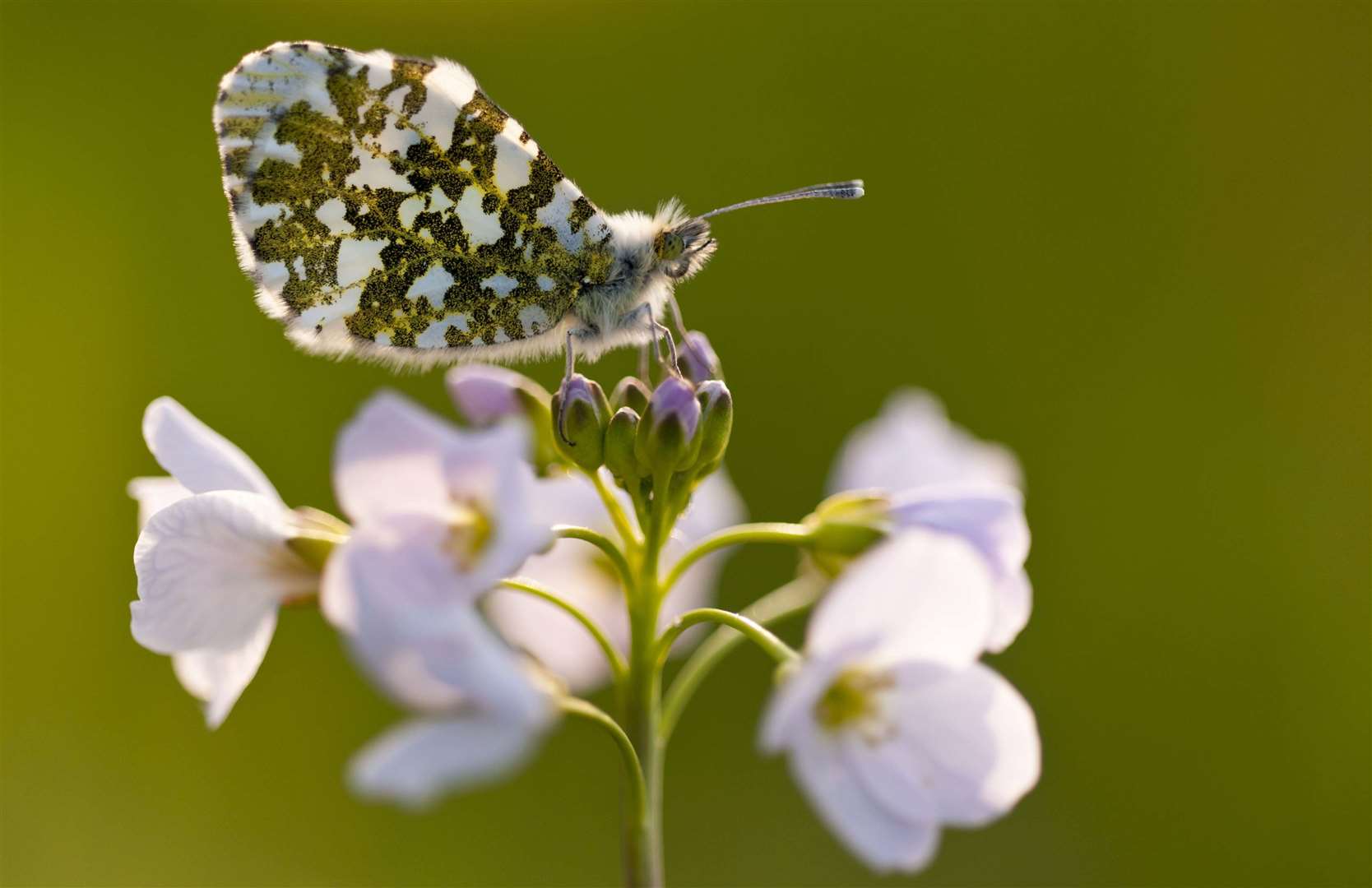 Plants can encourage caterpillars and so butterflies like the Orange Tip butterfly Picture: Ross Hoddinott