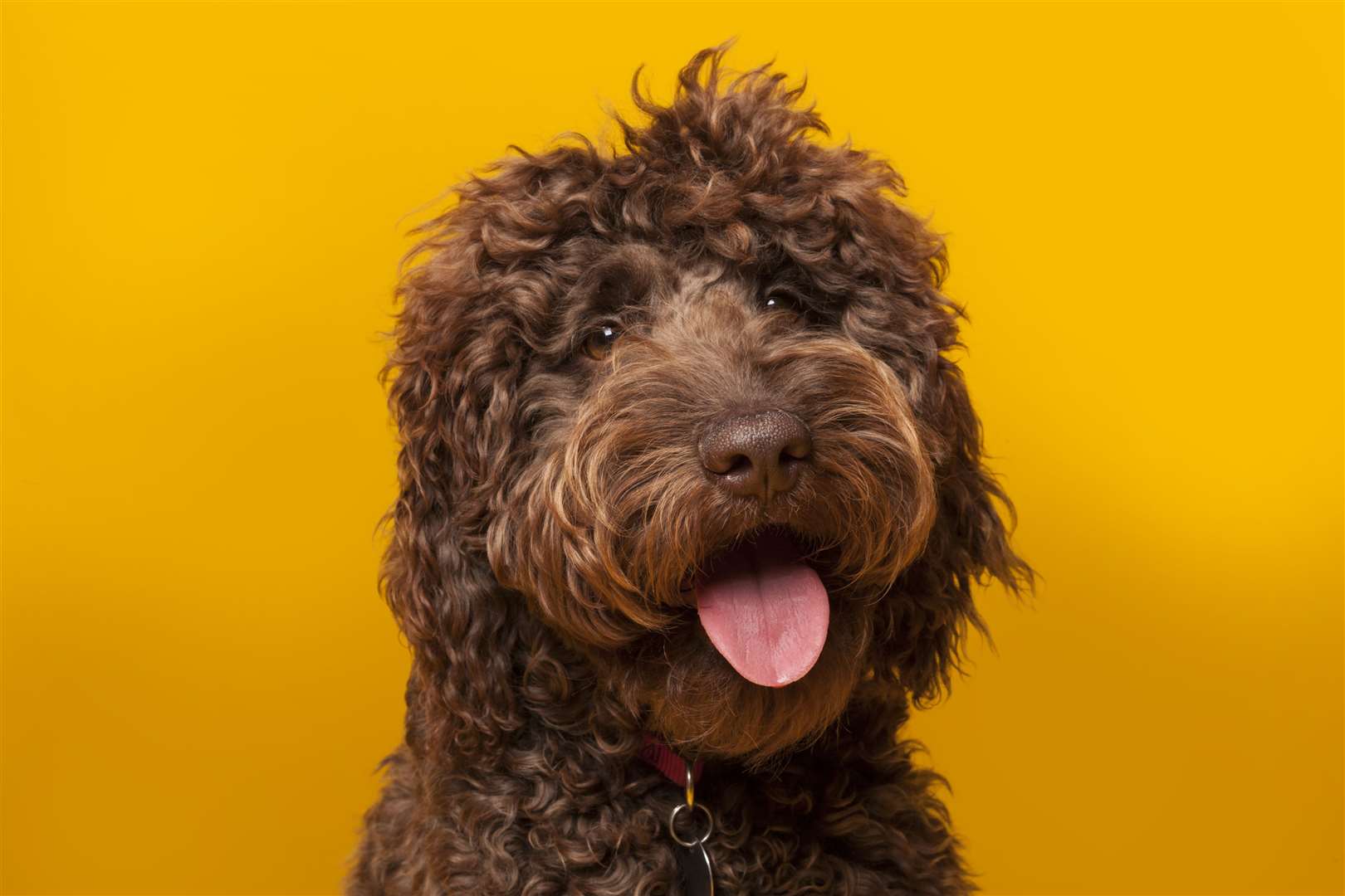 The row was sparked over a Labradoodle. Stock picture: istock/jjwithers