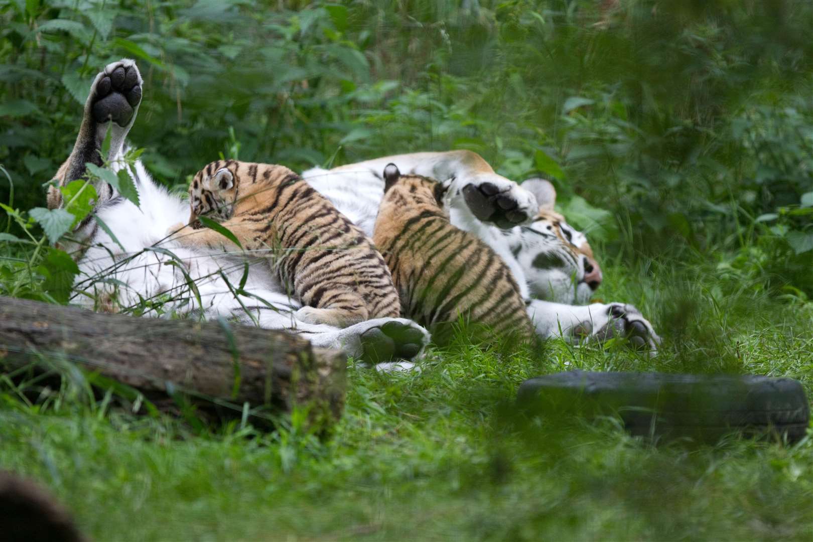 Ingrid left behind six cubs, including Howlett's favourite Arina. Picture: Dave Rolfe
