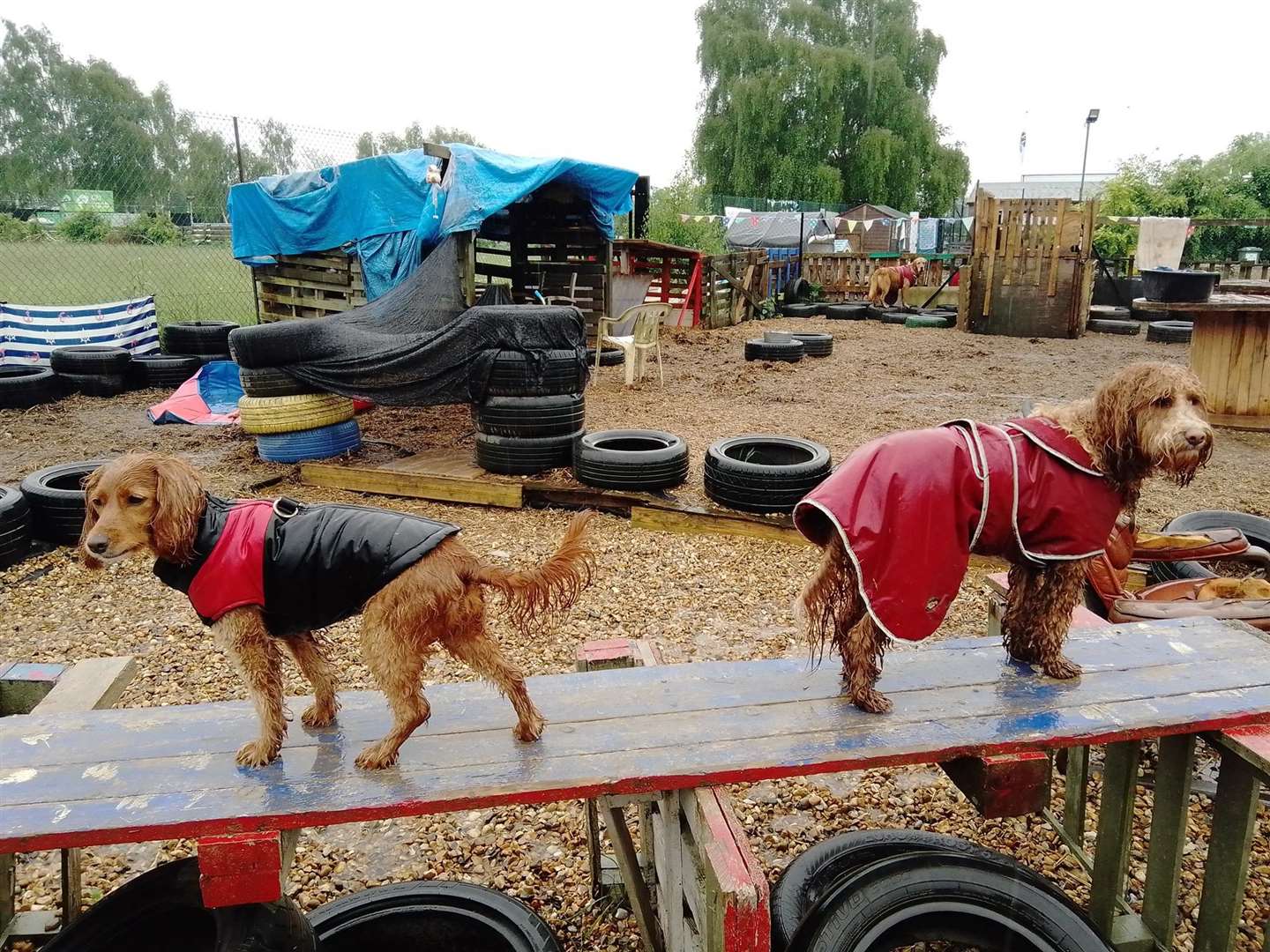 The daycare has different activities to keep pets occupied. Picture: Hairy Poppins