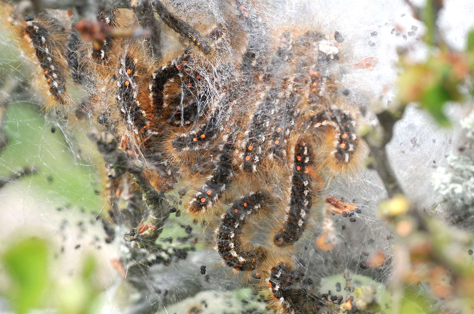 The whole body is covered in tufts of brown hairs and two distinct orange / red dots are noticeable on the caterpillar's back towards the tail. Stock image