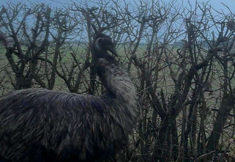 Animal charity fined £100 over runaway emu 
