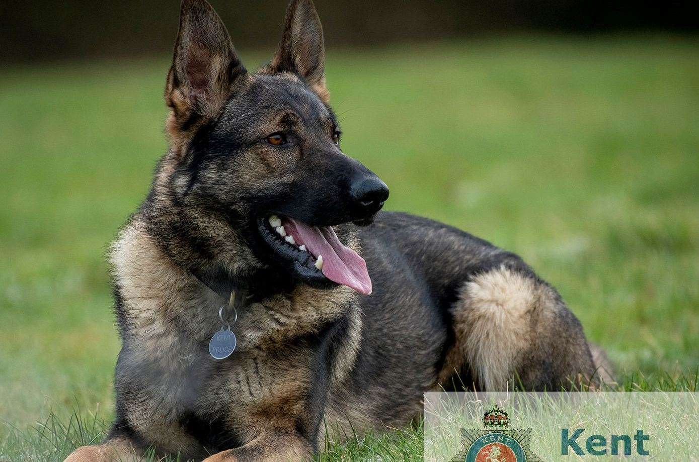 PD Yankee helped officers track down a driver after a car chase in Dover. Picture: Kent Police