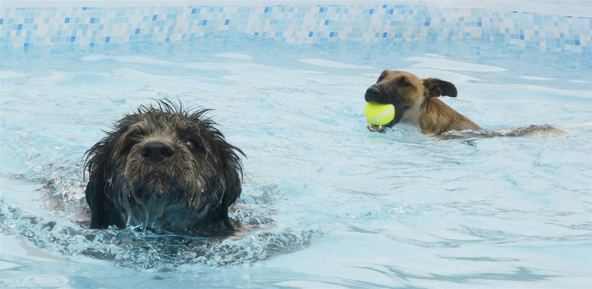 Island Dog ‘n’ Splash is a pool just for pooches