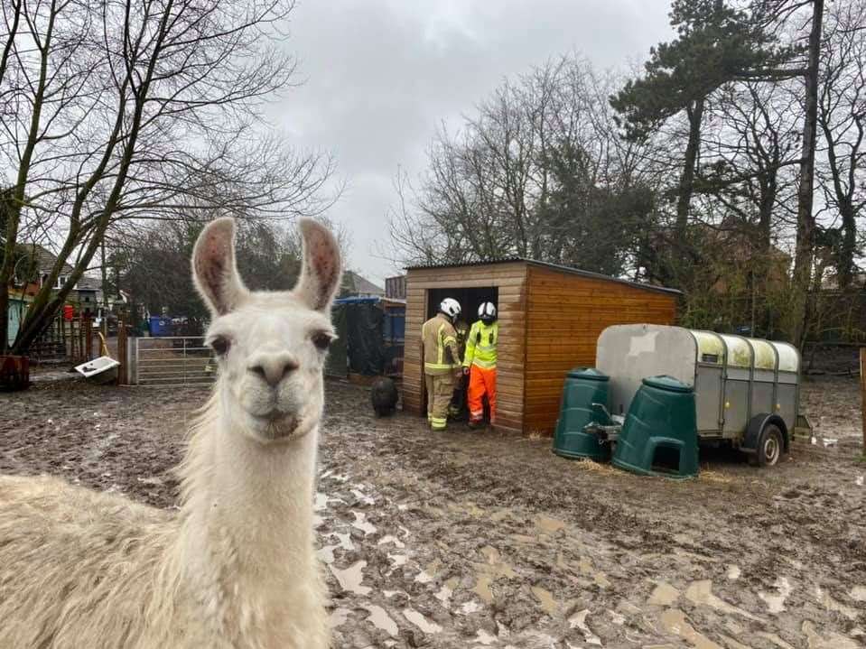 Flooding at Retreat into Wonderland animal sanctuary in Herne Bay. Picture: Retreat into Wonderland CIC