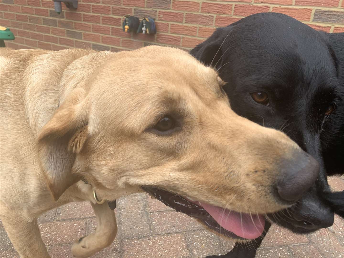 Ziggy the labrador giving his buddy Jet and smooch