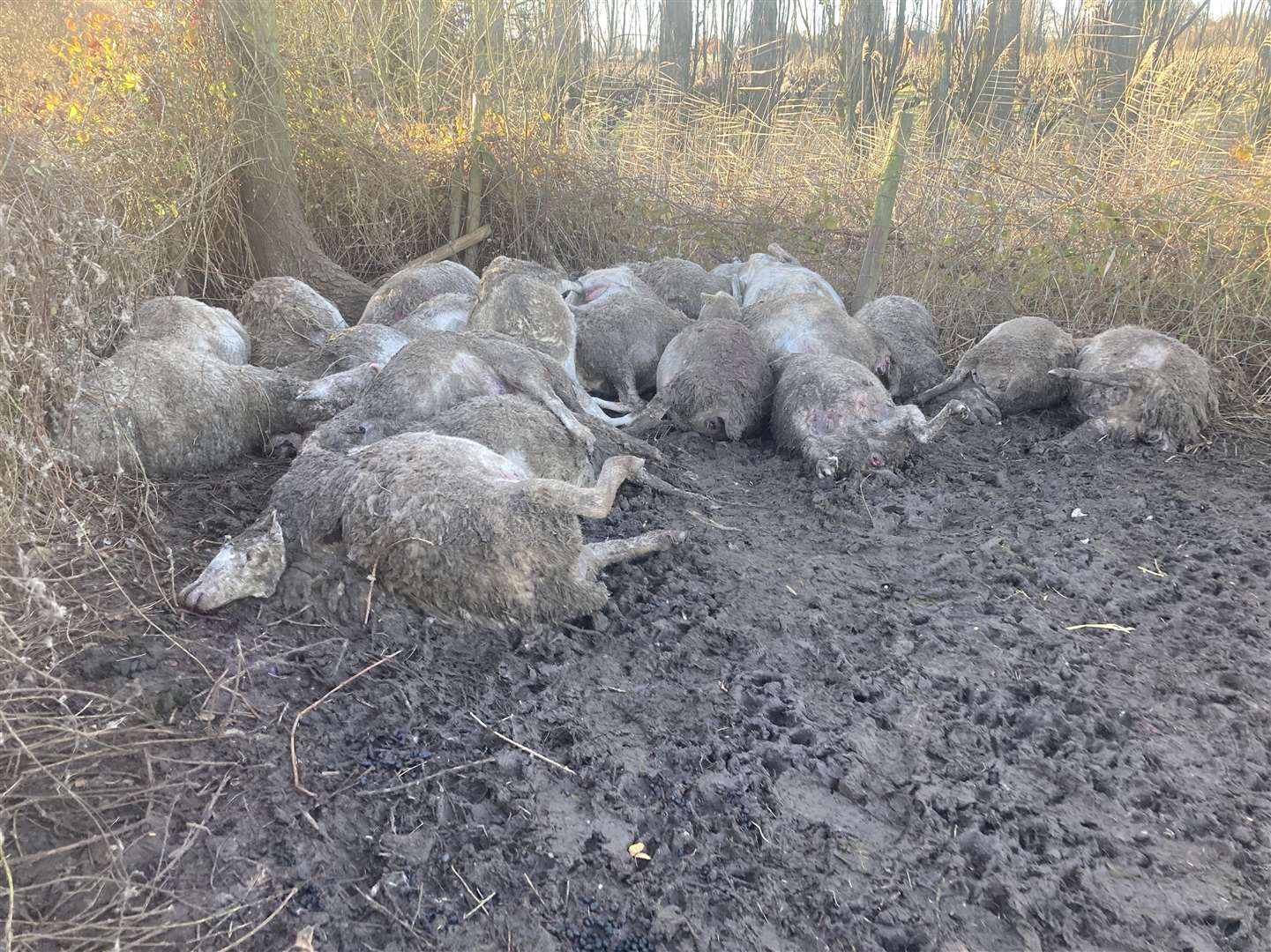 The pregnant sheep were found dead in the corner of a field following the attack. Picture: Duncan Anderson