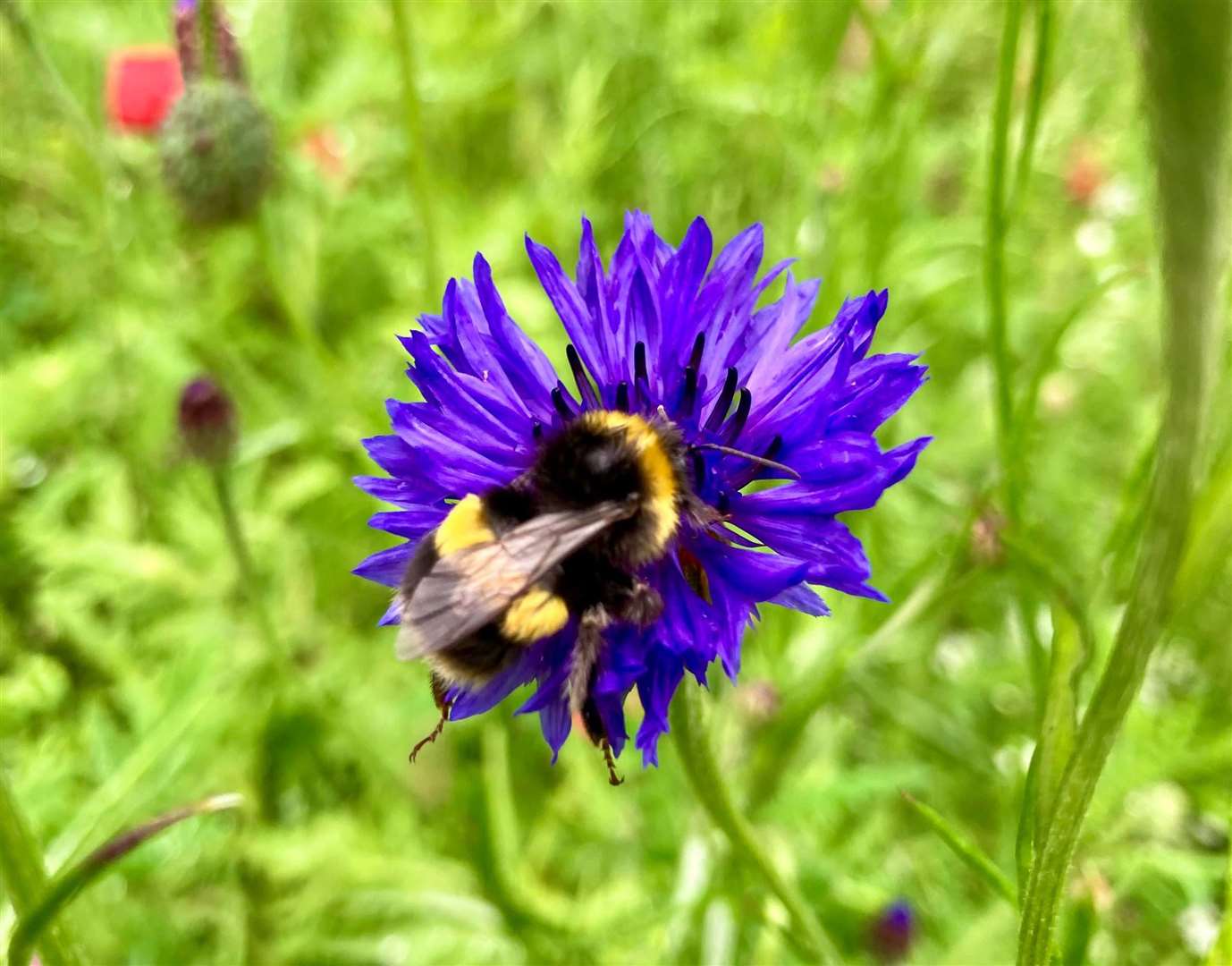 The RHS project aims to understand more about bumblebee habits. Image: Stock photo.