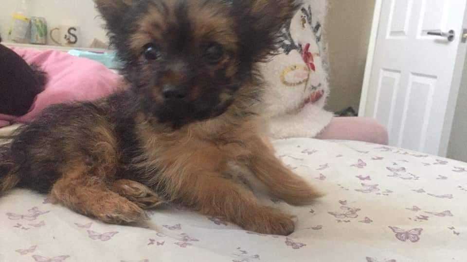 Roses the 11-week Yorkshire Terrier is missing from her Sheerness home