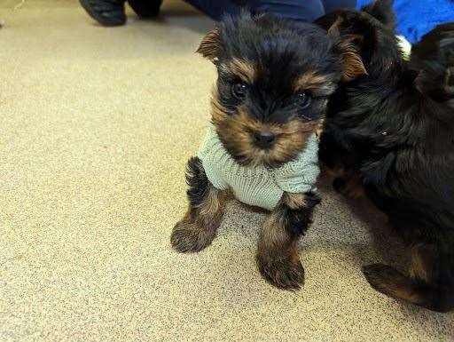 Some puppies are as young as four weeks old. Picture: RSPCA