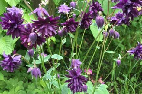 Aquilegia vulgaris is a charming, old-fashioned cottage garden plant with bonnet-shaped flowers