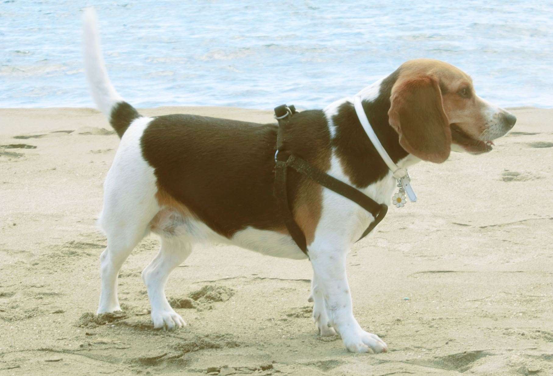 Between May and September many beaches alter their rules for dogs. Image: iStock.