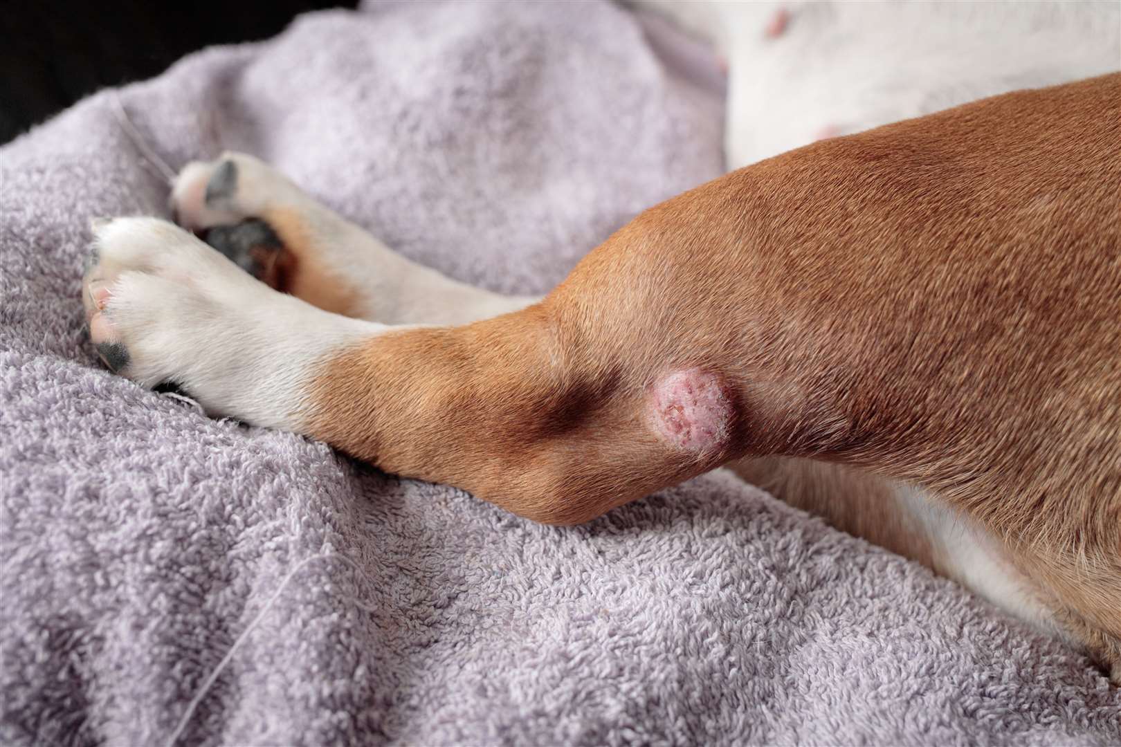 A skin problem on the leg of a female English bulldog. Photo: istock/marcoventuriniautieri