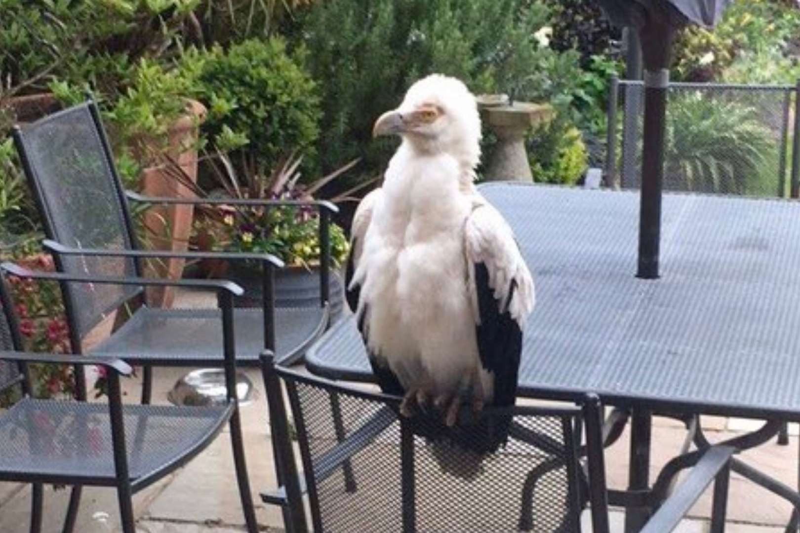 Looking like he owns the garden, the palm-nut vulture appeared on the patio of a home in Seasalter. Picture: UK RBBP