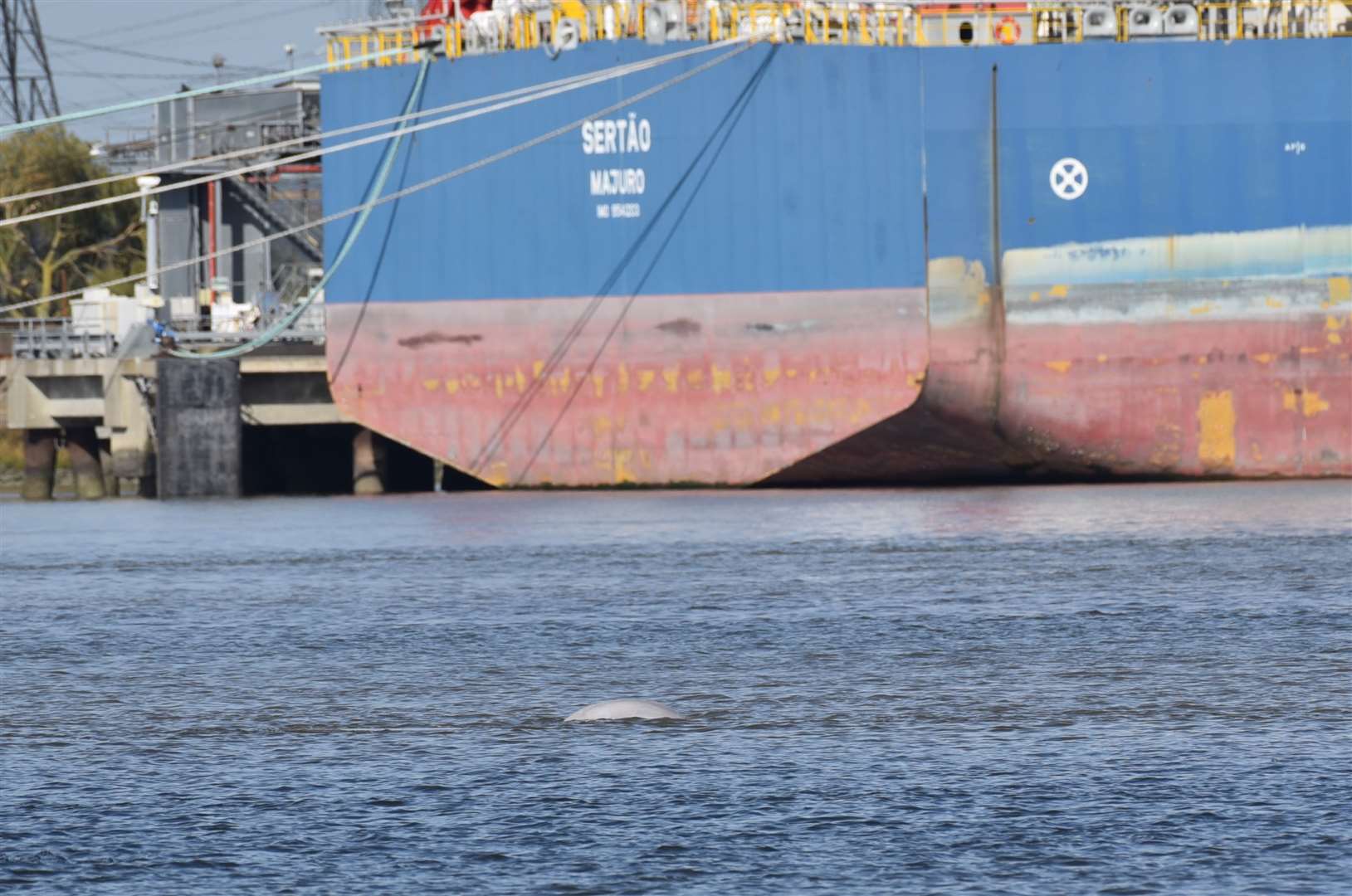 Benny the Beluga pops his head out for watchers as a ship passes by. Picture: Fraser Gray