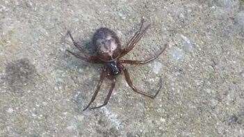 The spider Ms Diamond found in her conservatory. Picture: Gemma Diamond (8498279)