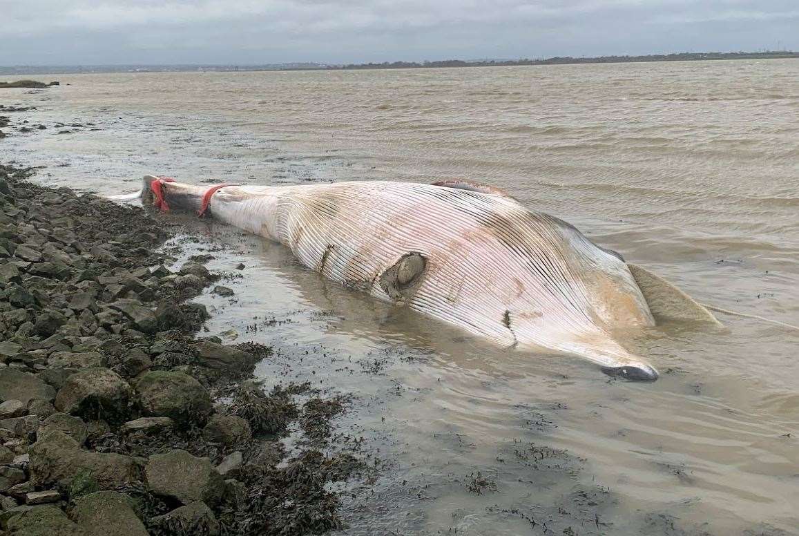 Recovery work to remove a huge dead whale found on the banks on the River Thames at Cliffe have been delayed due to the storm. Photo: Port of London Authority