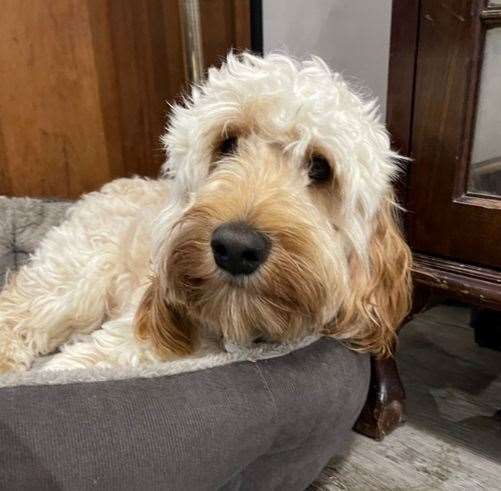 Milo, the 11-month-old cockapoo died at the scene. Picture: Kent Police (59815193)