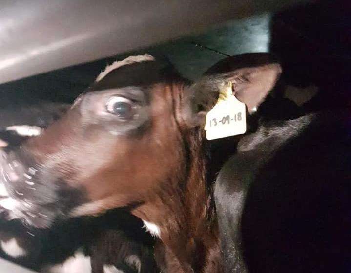 A terrified calve in the back of the lorry. Photo: Emma Jade Easton (4871215)