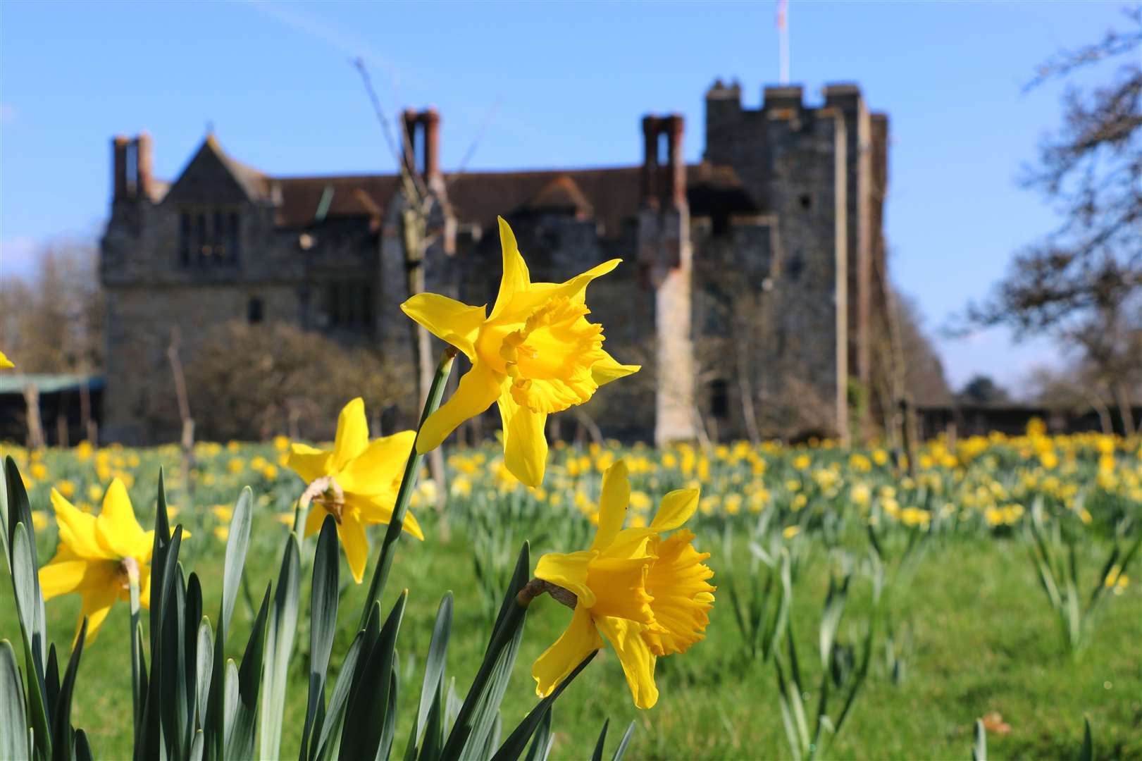 Daffodils will be in bloom soon at Hever Castle