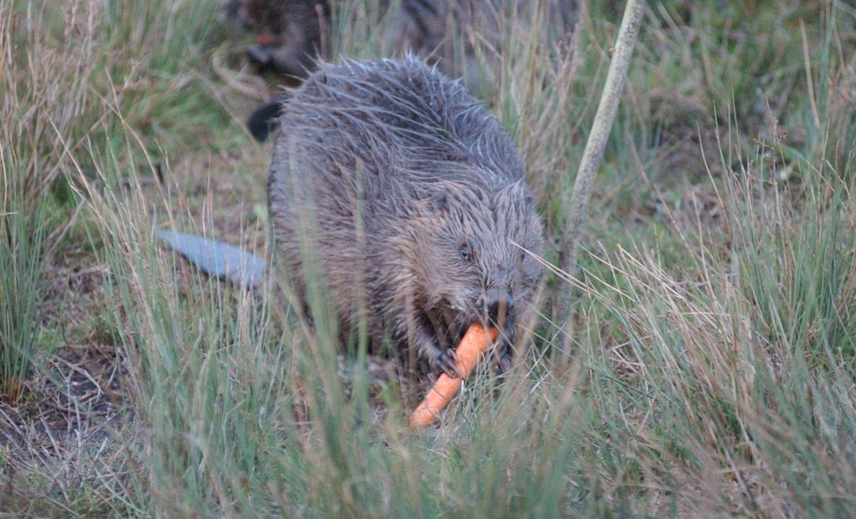 A beaver pictured eating a carrot when it settled in at Ham Fen Nature Reserve. Picture: Mike Waterman