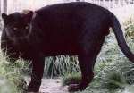 The big cat is said to look like a panther