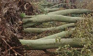 Fallen trees after The Great Storm in October 1987.