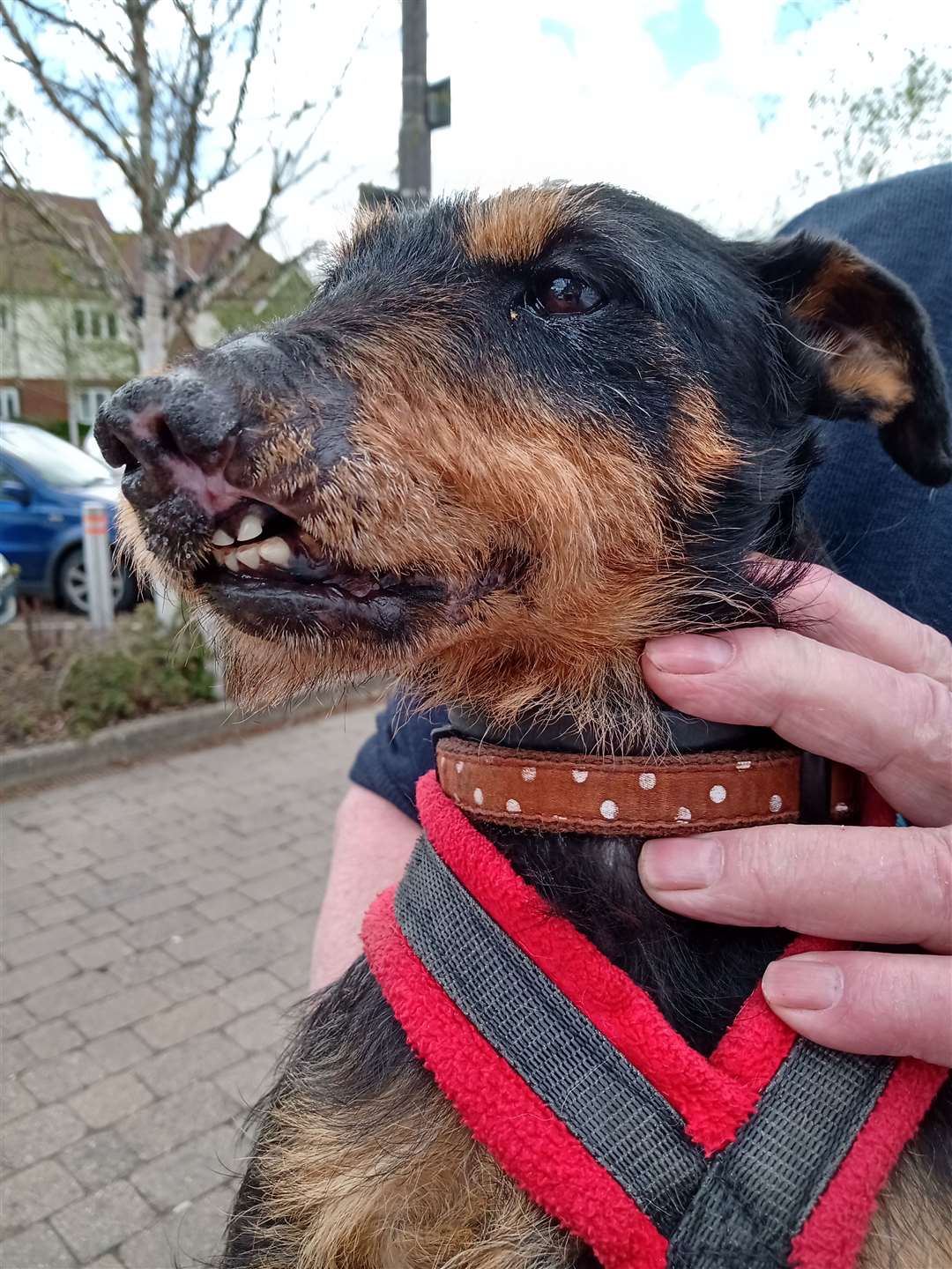 Terrier Skip is recovering from severe facial injuries