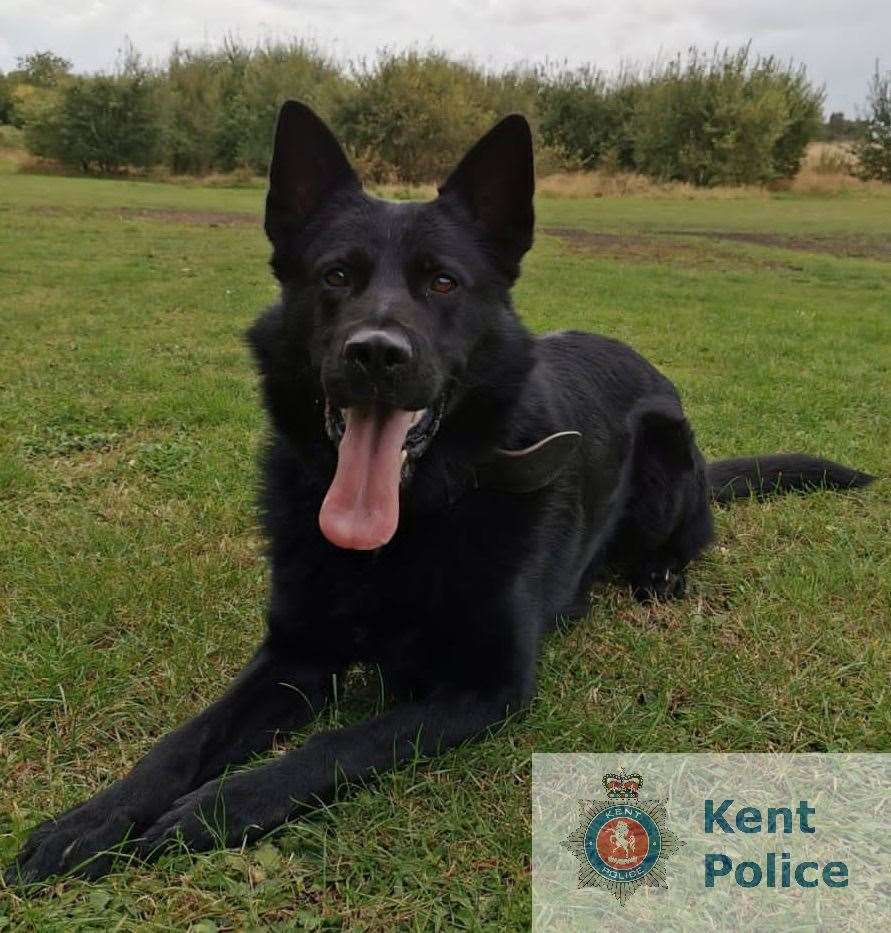 Police dog Britt Picture: Kent Police