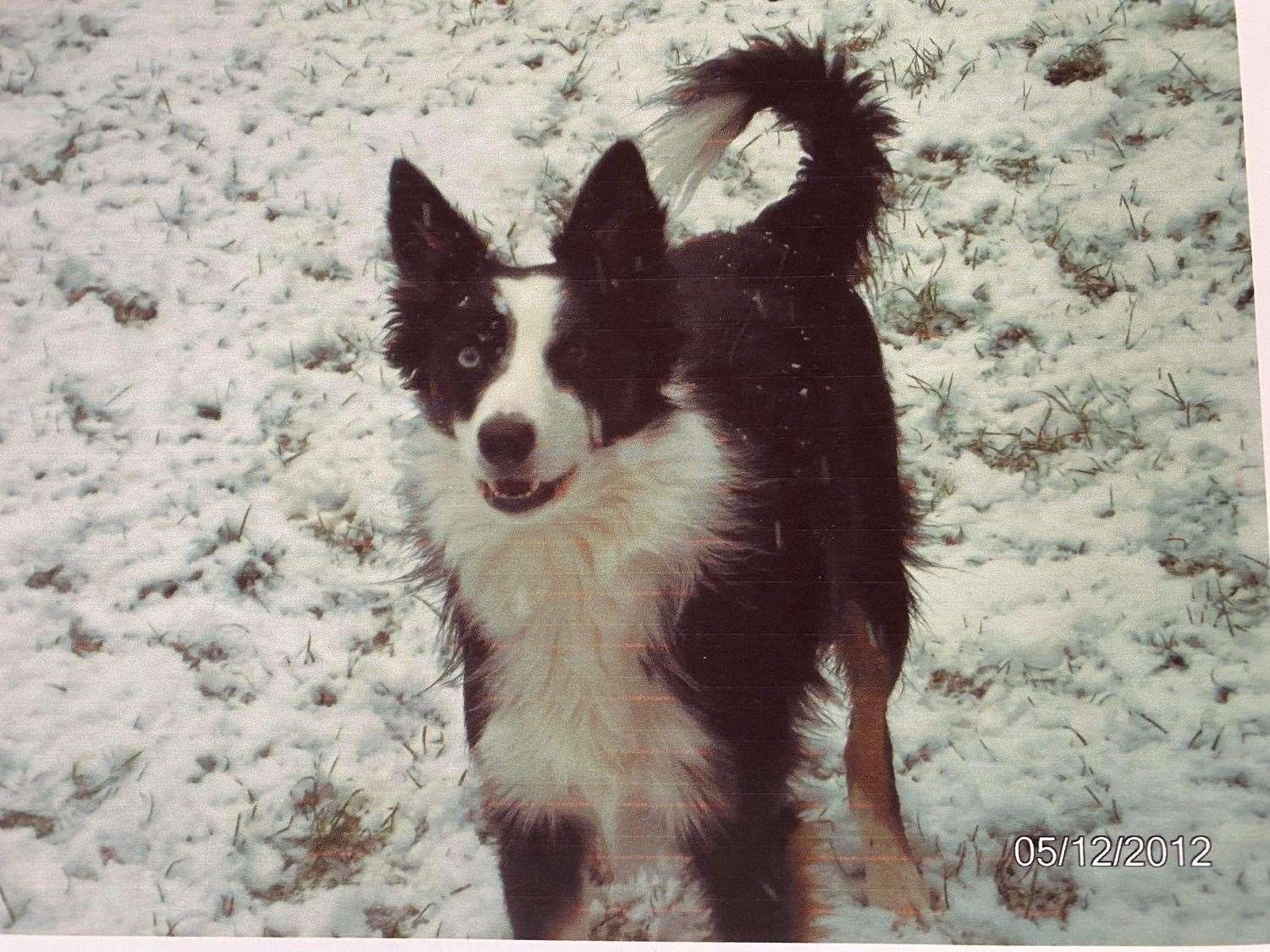 Border collie Lucy died at Gillingham Park, in Canterbury Street after eating poisoned meat
