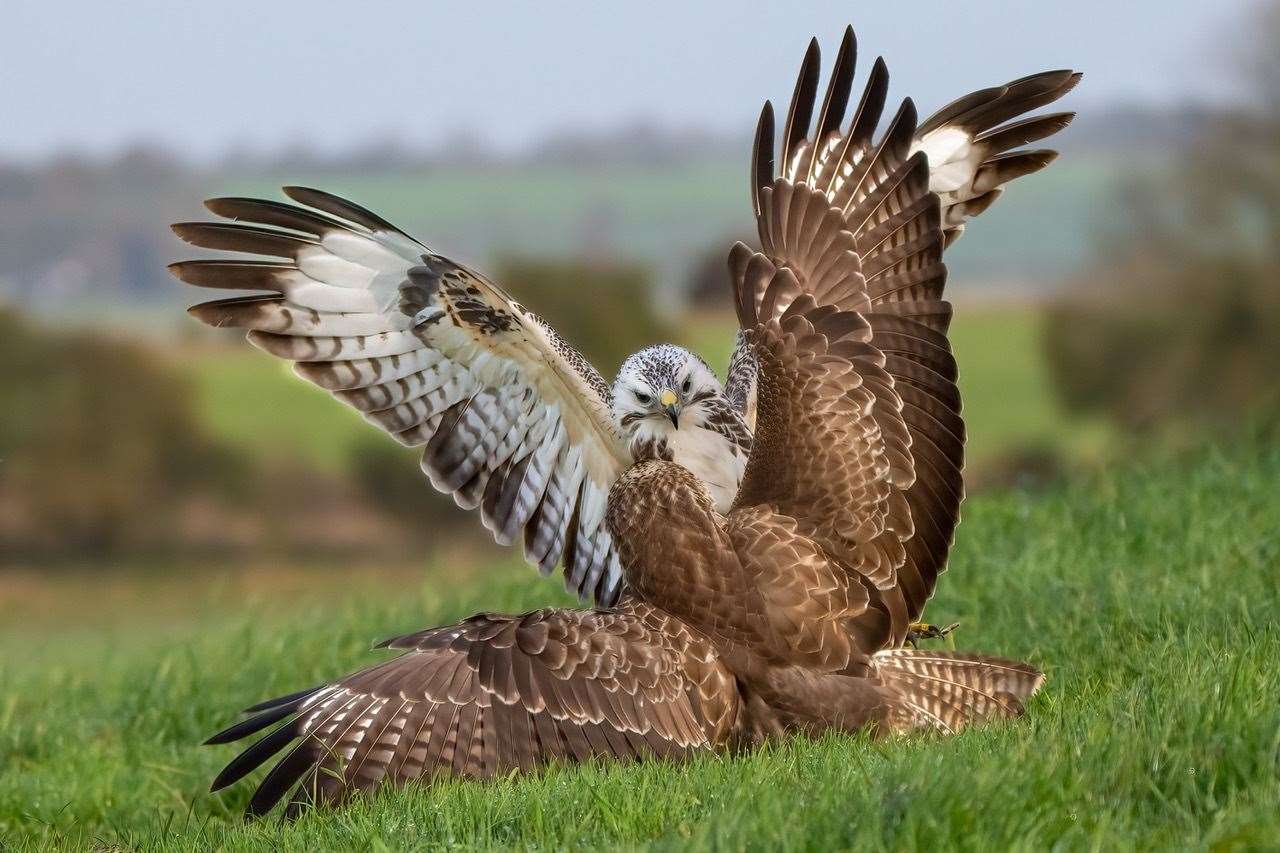 A buzzard had to be euthanised after it was shot out of the air in Otham, near Maidstone. Picture: Stock