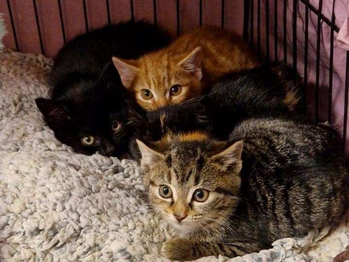 Marmite's four kittens are undergoing socialisation via Bow Lodge Cat Rescue