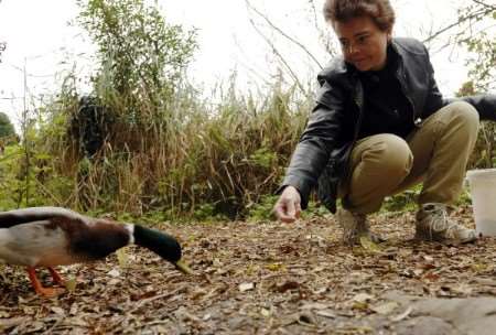Warden Karen Potter feeds the ducks at Gazen Salts nature reserve which has got a £10,000 grant