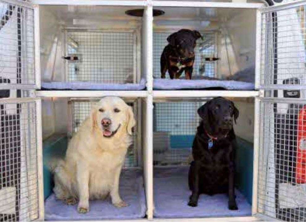 Bruce’s Doggy Day Care has submitted plans to open a new location. Picture: Bruce's Doggy Day Care