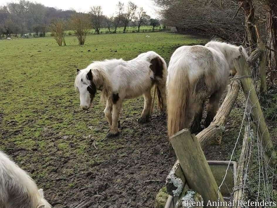 Three other ponies have since been moved to an unknown location
