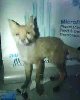 A fox was found to be the culprit after a suspected burglary was reported in Gravesend. Image from Kent Police Gravesham