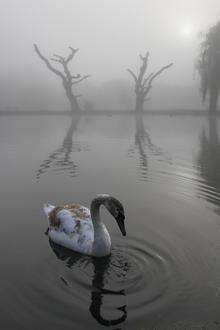 Swan by Jason Steel. Kent Wildlife Trust photography competition.