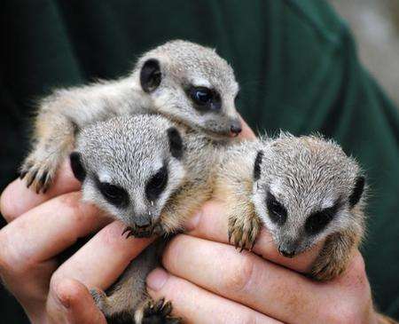 Three baby meerkats have been born at Port Lympne Wild Animal Park. Picture: Sam Harwood