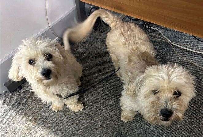 Two Terrier-type dogs were found wandering on their leads in Parsonage Lane, Bobbing. Picture: Kent Police