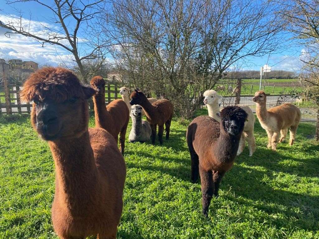 They offer a variety of alpaca experiences including farm visits, picnics with the animals, yoga and well-being sessions