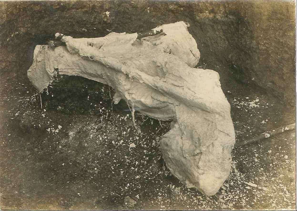 Elephant bones which were excavated in Upnor in 1916. Picture courtesy of Rochester Guildhall Museum