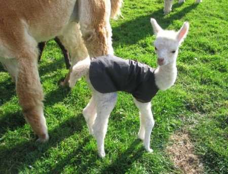One of the babies at Quarter House Alpacas, Wittersham