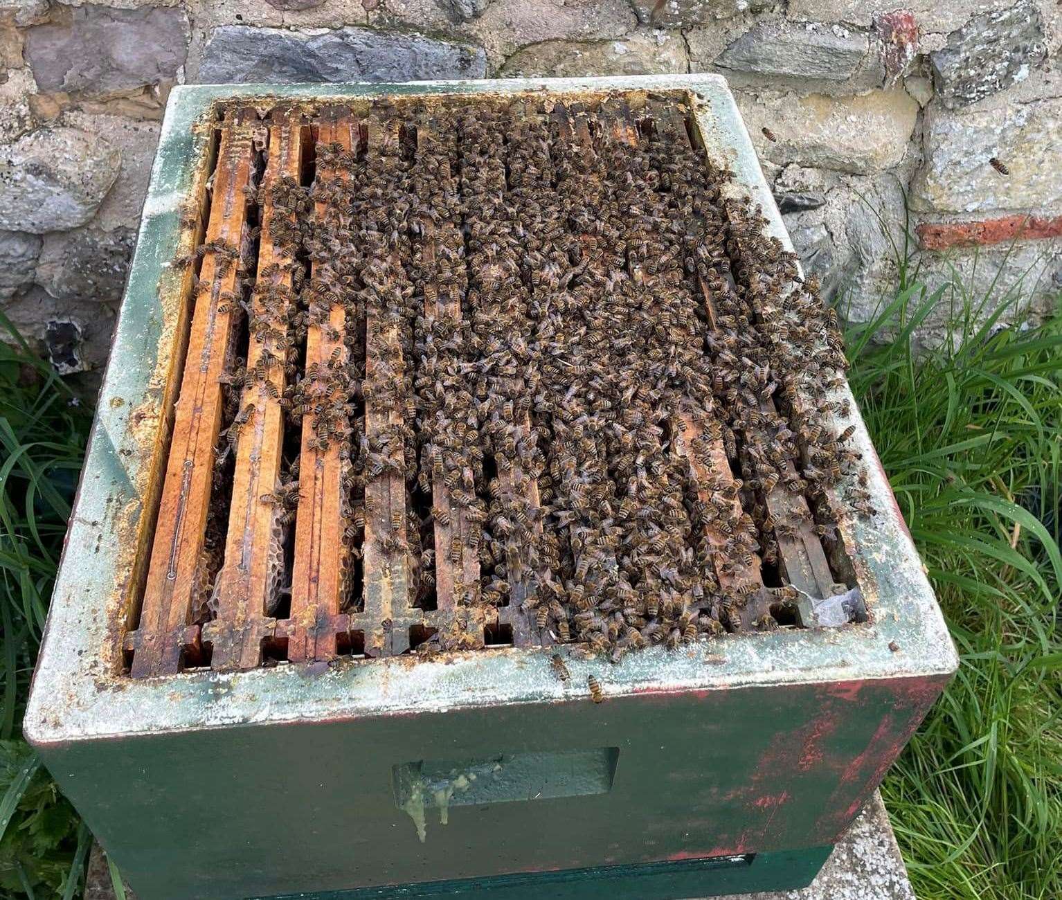 The bees at their new home in Canterbury. Picture: Michael Cox