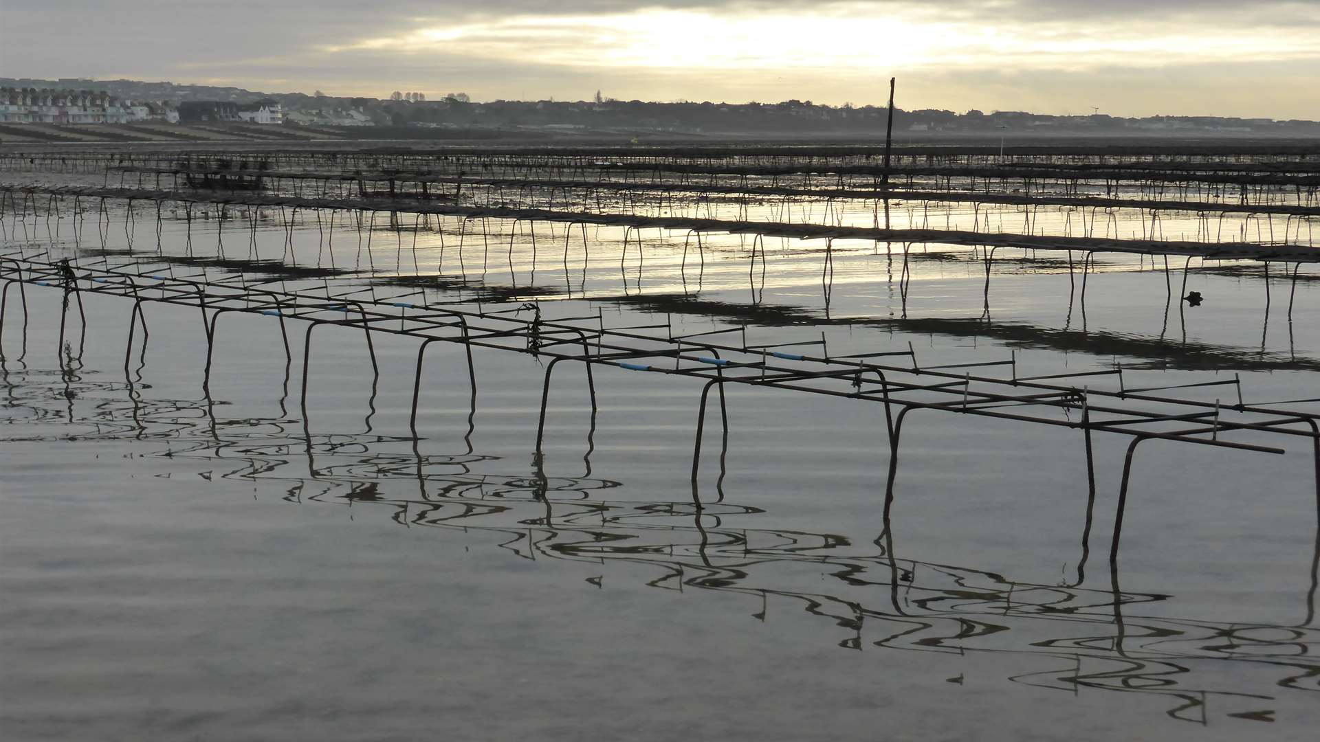 The oyster racks off Whitstable