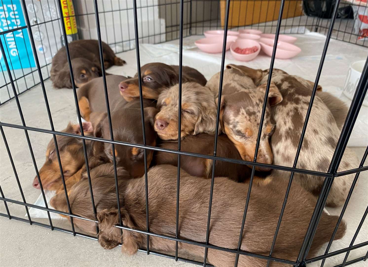 Most of the pups were tired out after the session