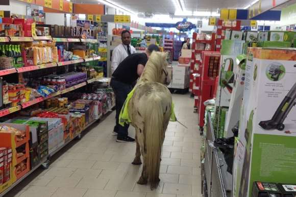 A pony was spotted in the aisle
