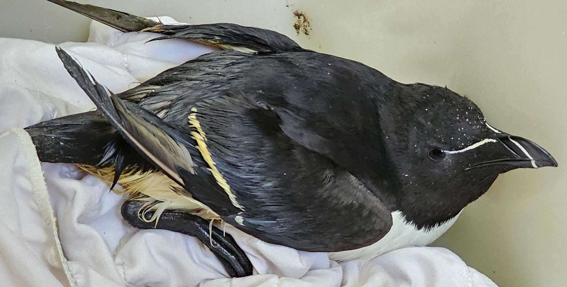 Two of the birds were found on beaches in Broadstairs. Picture: RSPCA Mallydams