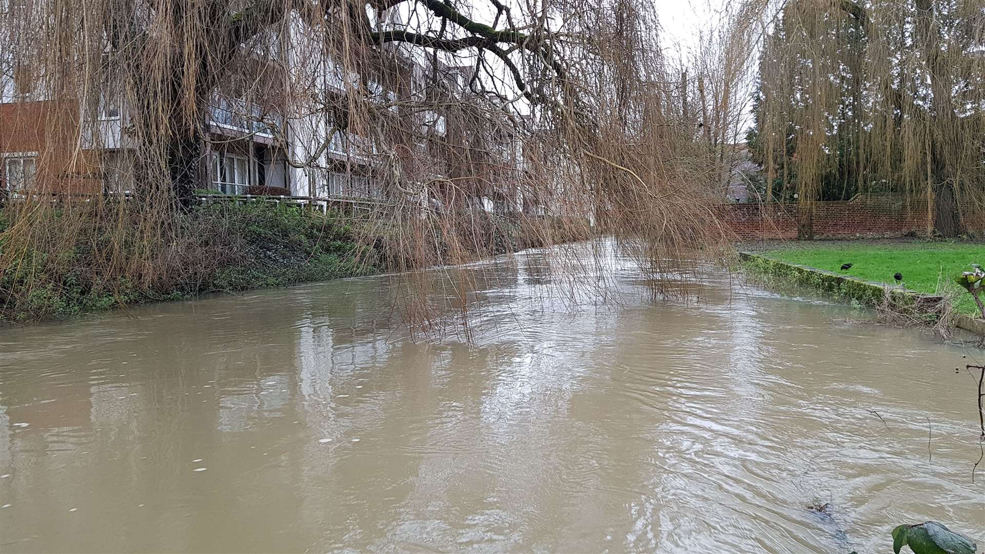 The duck was spotted on the River Stour in Canterbury, where water levels are currently high after a prolonged period of rain