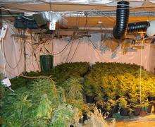 Scenes from the cannabis factory in Throwley